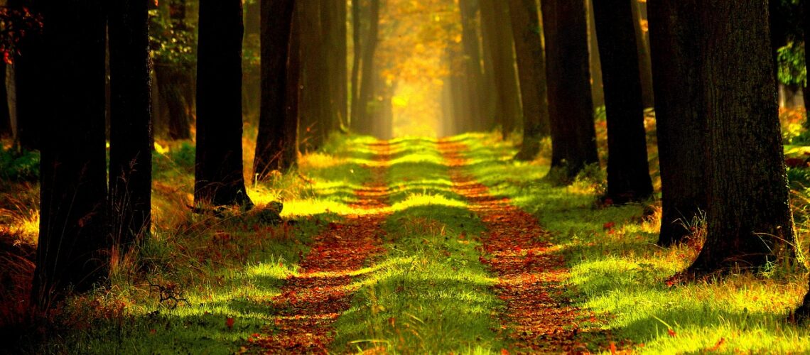 forest-g04766dd62_1280